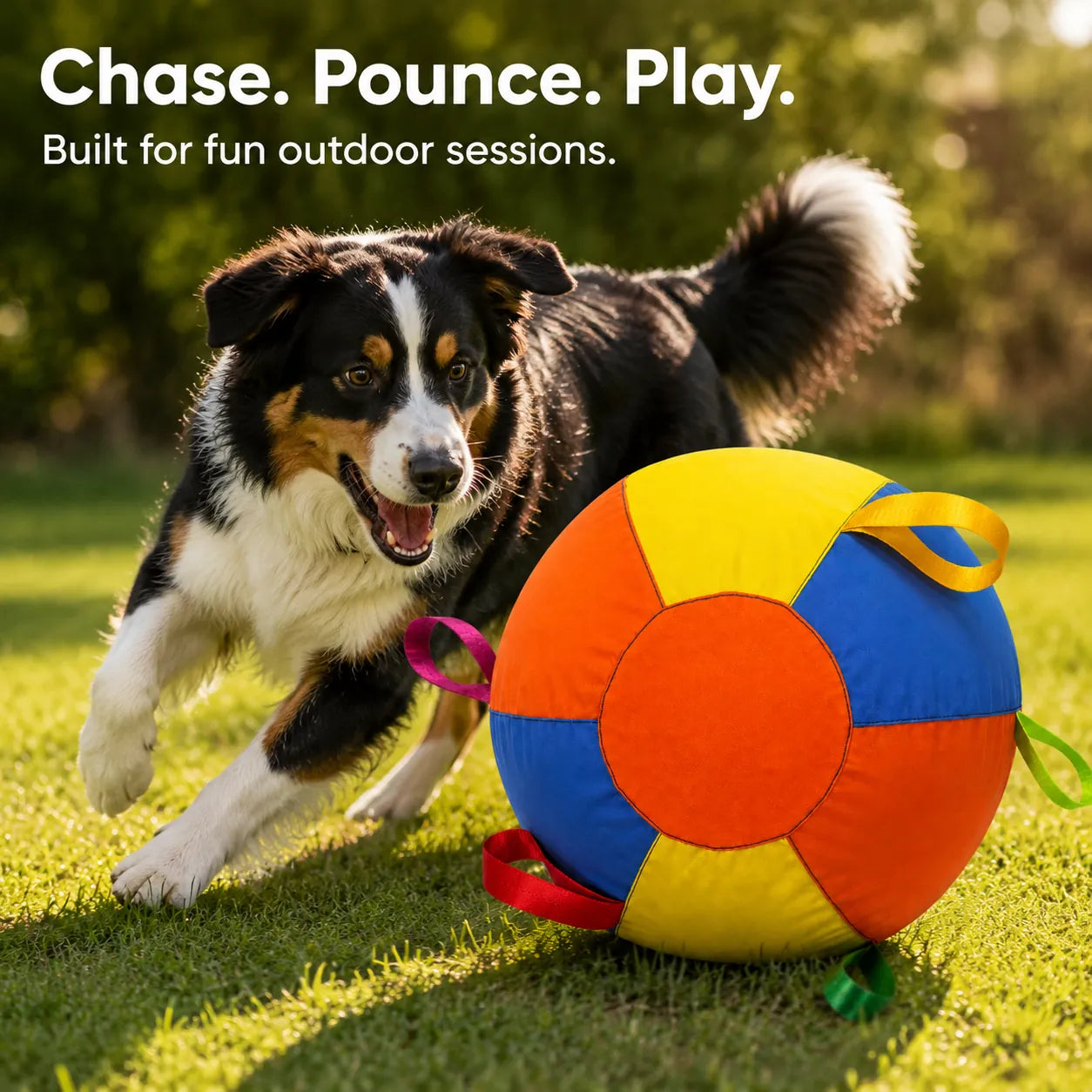 Dog chasing and pouncing on a colorful giant ball in the yard