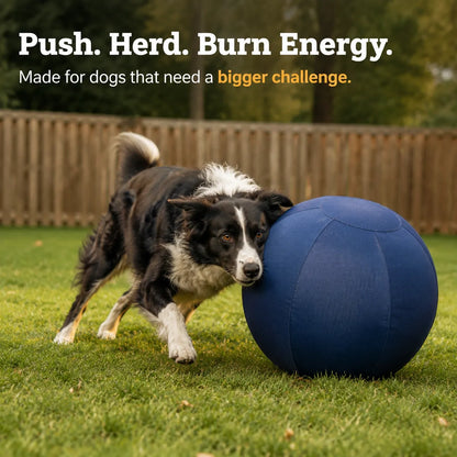 Border collie pushing a blue herding ball across a grassy backyard