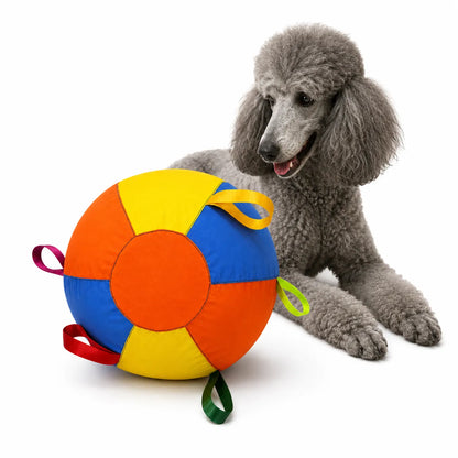 Gray poodle lying beside a colorful herding ball on white background